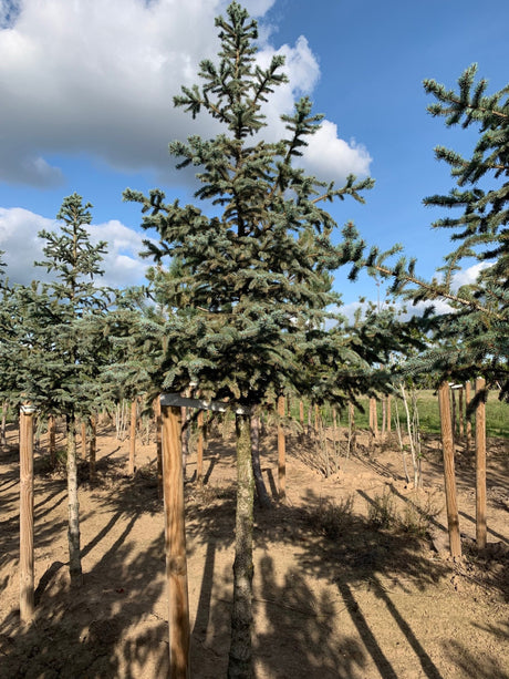 Picea pungens , erhältlich von 30-40 bis 200-225 cm;;ab 25,30 Euro