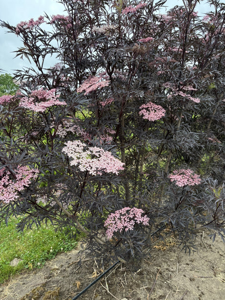 Sambucus nigra 'Black Lace'; in Einzelansicht; dekorative Blätter; Einsatzmöglichkeit z.B. : Heckenpflanze;;ab 36,00 Euro