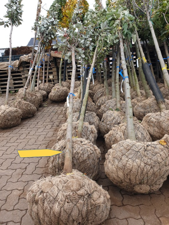 Sorbus aria 'Majestica'; vorbereitet für Versand; pflegeleicht; Einsatzmöglichkeit z.B. : Solitär; erhältlich mit Stammumfang von 12-14 bis 20-25 cm;;günstig mit Qualität