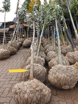 Sorbus aria 'Majestica'; vorbereitet für Versand; pflegeleicht; Einsatzmöglichkeit z.B. : Solitär; erhältlich mit Stammumfang von 12-14 bis 20-25 cm;;günstig mit Qualität