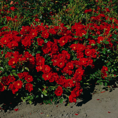 Rosa 'Austriana' BDR mit Blüte; Einsatz: ;;ab 8,10 Euro