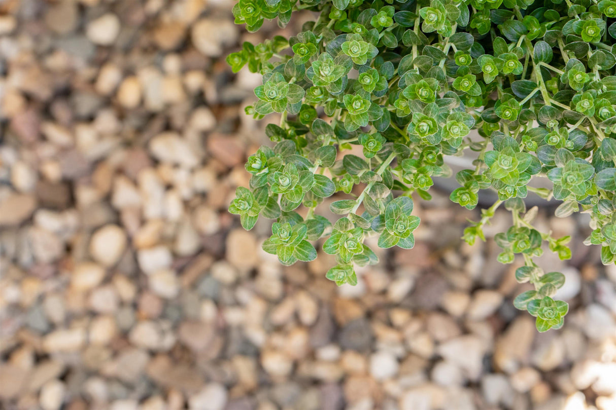 Thymus pulegioides als Pflanze im Beet; Einsatz: ;;ab 3,30 Euro