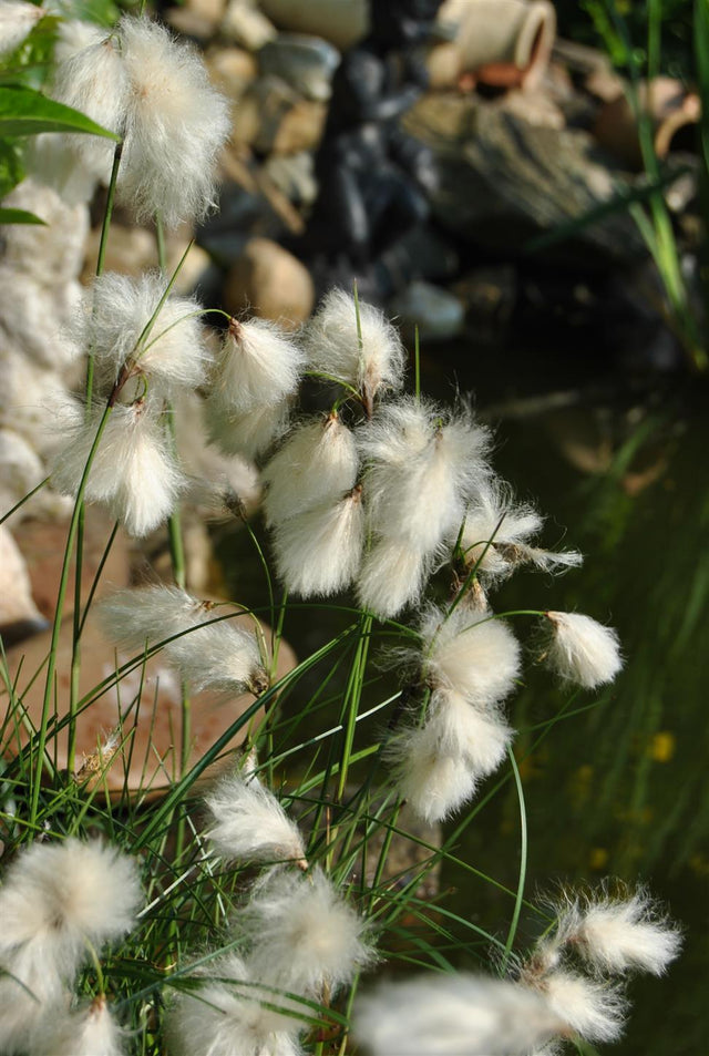 Eriophorum angustifolium mit Blüte; Einsatz: ;;ab 3,75 Euro