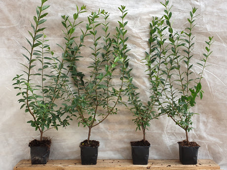 Heckenliguster; hier im Topf; nahrungsquelle für Insekten; Einsatzmöglichkeit z.B. : Grundstücksabgrenzung;;mit zeitnaher Lieferung