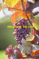 Genaues Foto für Vitis 'Vanessa' folgt; dieses ähnliche Bild dient der Illustration von Tafeltraube 'Vanessa'