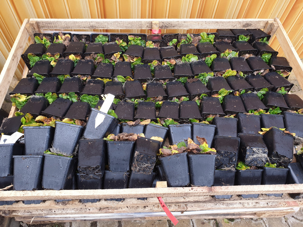 Hohe Schlüsselblume; vorbereitet für Versand; bienenfreundlich; Einsatzmöglichkeit z.B. : Kübel;;hier kaufen