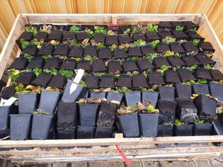 Hohe Schlüsselblume; vorbereitet für Versand; bienenfreundlich; Einsatzmöglichkeit z.B. : Kübel;;hier kaufen