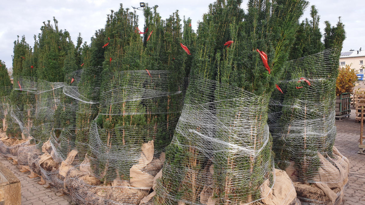 Taxus baccata 'Fastigiata'; vorbereitet für Versand; immergrün; Einsatzmöglichkeit z.B. : Friedhof;;ab 51,90 Euro
