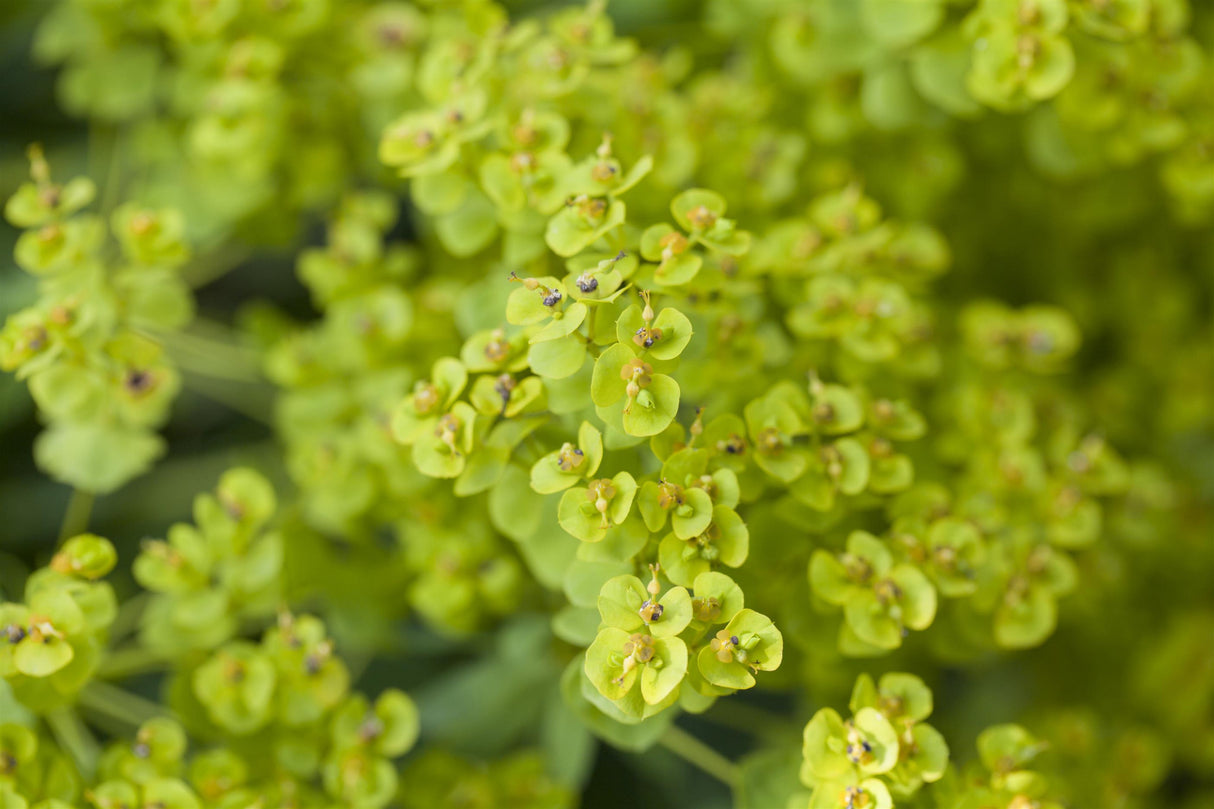 Euphorbia seguieriana ssp. niciciana mit Blüte; Einsatz: ;;ab 6,50 Euro