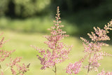 Astilbe x arendsii 'Anita Pfeifer'; hier mit Blüte; schattenverträglich; Einsatzmöglichkeit z.B. : Rabatten;;ab 0,00 Euro