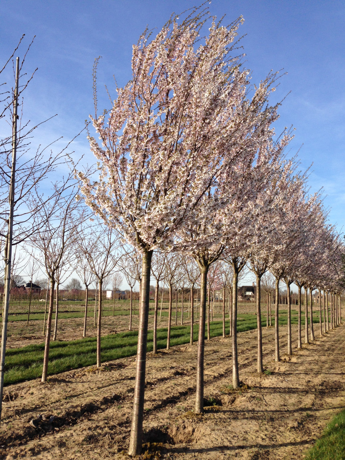 Prunus 'Pandora' , erhältlich von 60-100 bis 450-650 cm;;ab 15,70 Euro