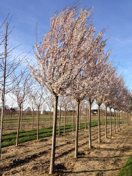 Prunus 'Pandora' , erhältlich von 60-100 bis 450-650 cm;;ab 15,70 Euro