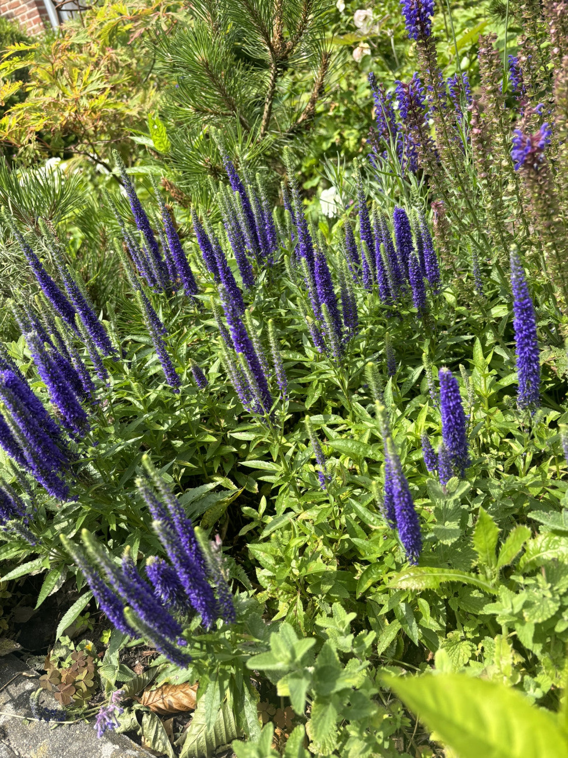 Veronica spicata 'Blaufuchs' mit Blüte; Einsatz: ;;ab 4,30 Euro