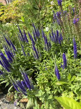 Veronica spicata 'Blaufuchs'; hier mit Blüte; lange Blütezeit; Einsatzmöglichkeit z.B. : Staudenbeet;;ab 0,00 Euro