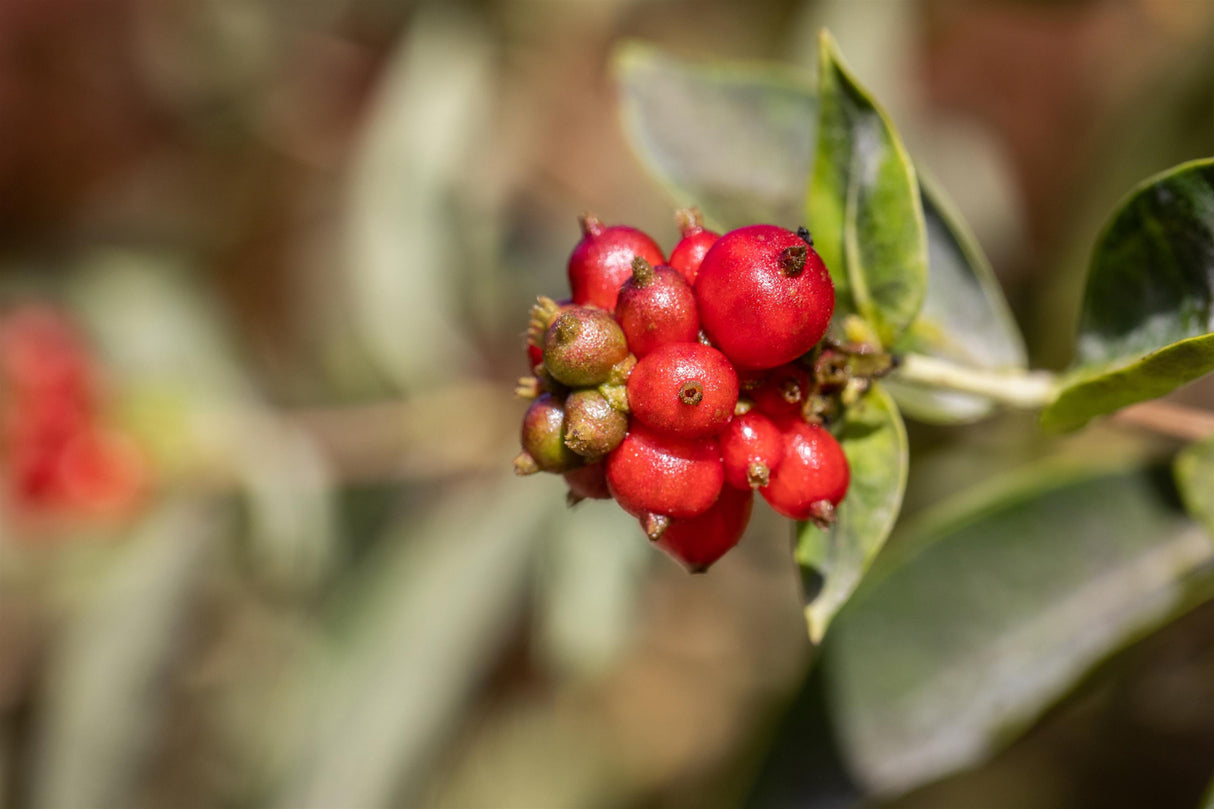 Lonicera heckrottii mit Früchten, erhältlich von 100-150 bis 150-200 cm; Einsatz: ;;ab 37,40 Euro