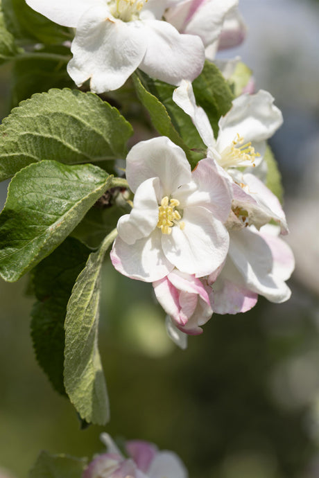 Malus 'Jakob Lebel' mit Blüte, erhältlich von 150-200 bis 450-650 cm; Einsatz: ;;ab 34,60 Euro