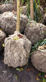 Grauweide; hier als Ballenpflanze; bienenfreundlich; Einsatzmöglichkeit z.B. : Bienenweide;;mit zeitnaher Lieferung