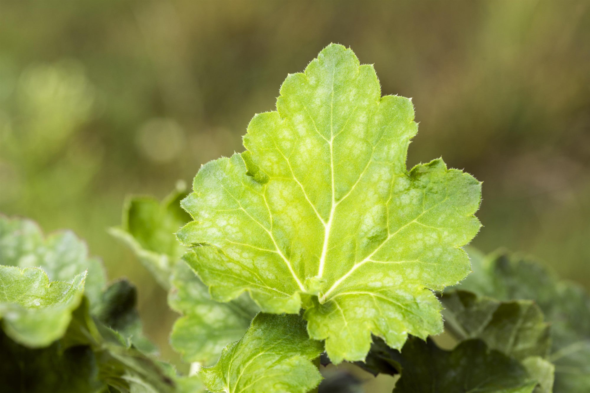 Heuchera villosa var. macrorrhiza (Zottiges Purpurglöckchen)