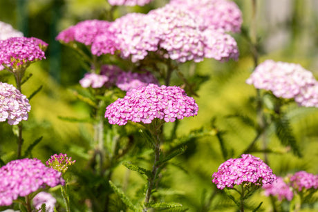Achillea millefolium mit Blüte ;;ab 3,50 Euro
