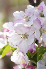 Malus 'Regali'; hier mit Blüte; robust; Einsatzmöglichkeit z.B. : Hausgarten; verfügbar in 17 Größen und Varianten;;ab 59,00 Euro