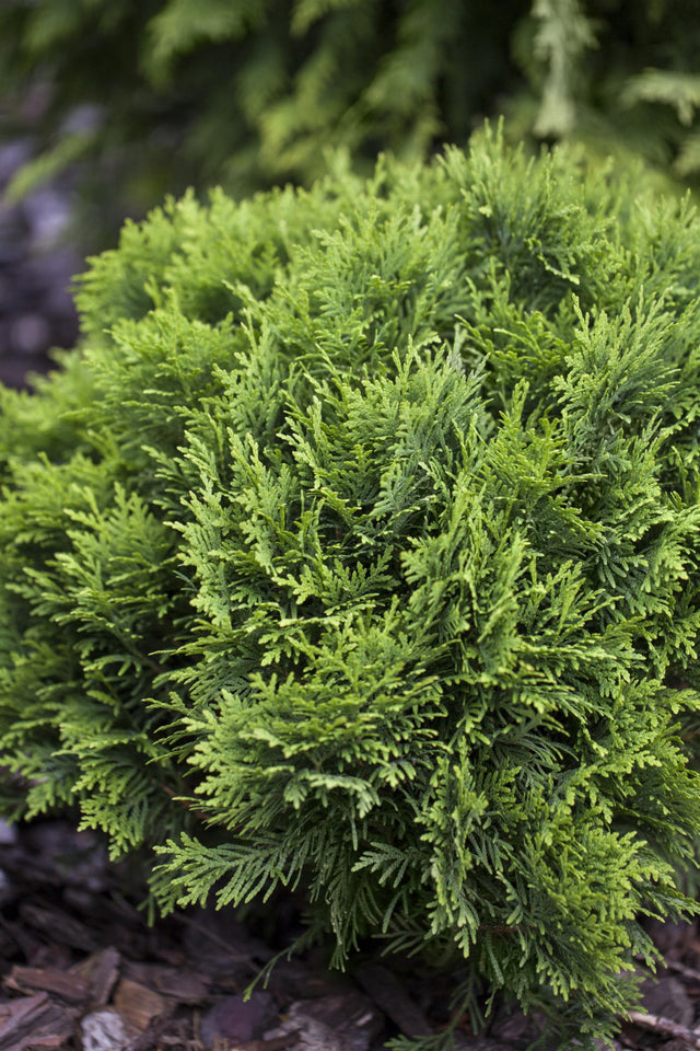 Thuja occidentalis 'Danica' als Pflanze im Beet, erhältlich von 15-20 bis 30-40 cm; Einsatz: ;;ab 10,40 Euro