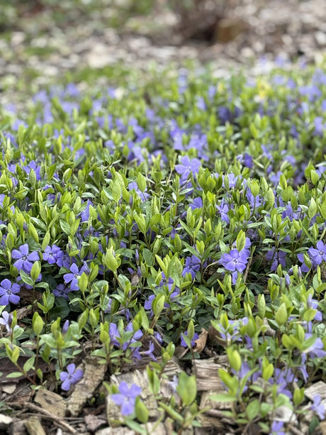 Vinca minor als Pflanze im Beet, erhältlich von 5-7 bis 8-12 cm; Einsatz: ;;ab 2,92 Euro