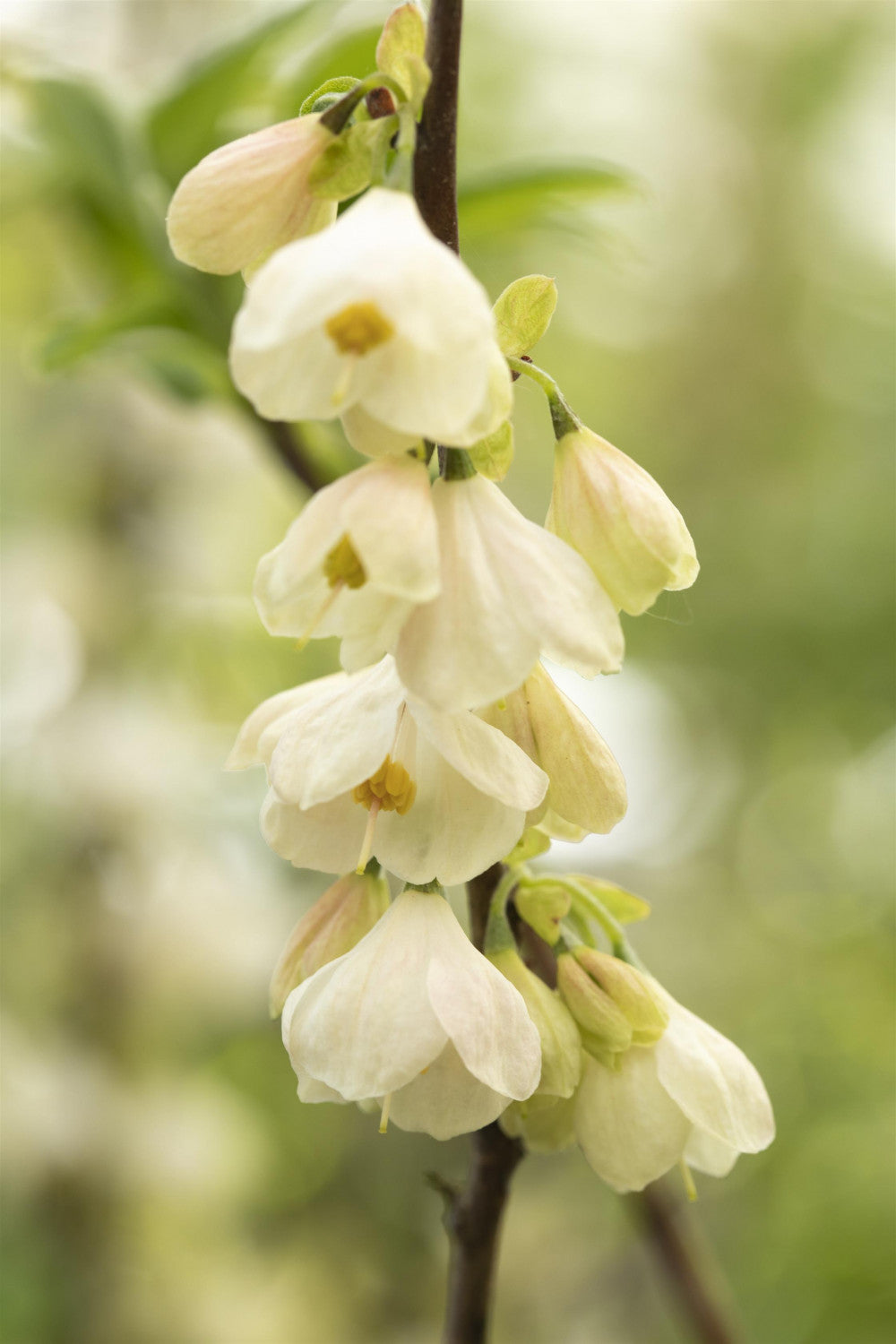 Halesia carolina mit Blüte, erhältlich von 40-60 bis 125-150 cm; Einsatz: ;;ab 36,50 Euro