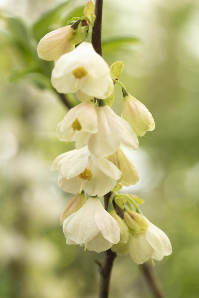 Halesia carolina mit Blüte, erhältlich von 40-60 bis 125-150 cm; Einsatz: ;;ab 36,50 Euro