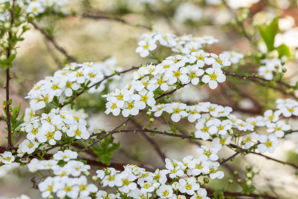 Spiraea vanhouttei mit Blüte, erhältlich von 40-60 bis 200-250 cm; Einsatz: ;;ab 5,25 Euro