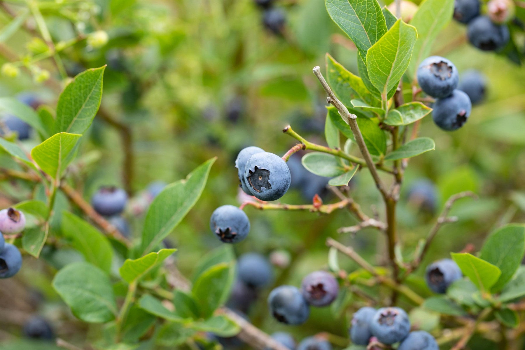 Vaccinium corymb. 'Heerma' (Heidelbeere 'Heerma' -S-)