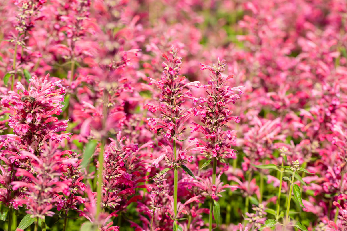 Agastache mexicana 'Red Fortune' mit Blüte; Einsatz: ;;ab 6,10 Euro