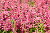 Agastache mexicana 'Red Fortune'; hier mit Blüte; bienenfreundlich; Einsatzmöglichkeit z.B. : Staudenbeet;;ab 0,00 Euro