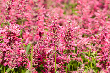 Agastache mexicana 'Red Fortune' mit Blüte; Einsatz: ;;ab 6,10 Euro