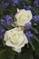 Rosa 'Athena' TH; hier mit Blüte; winterhart; Einsatzmöglichkeit z.B. : Solitärpflanze;;ab 15,00 Euro