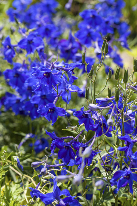 Delphinium x bellad. 'Völkerfrieden' mit Blüte; Einsatz: , ;;ab 7,98 Euro