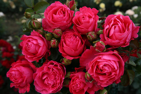 Rosa 'Cherry Lady' TH mit Blüte; Einsatz: ;;ab 10,90 Euro