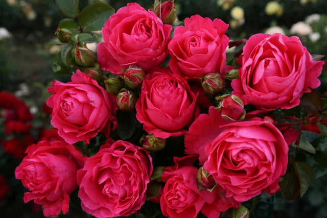 Rosa 'Cherry Lady' TH mit Blüte; Einsatz: ;;ab 10,90 Euro