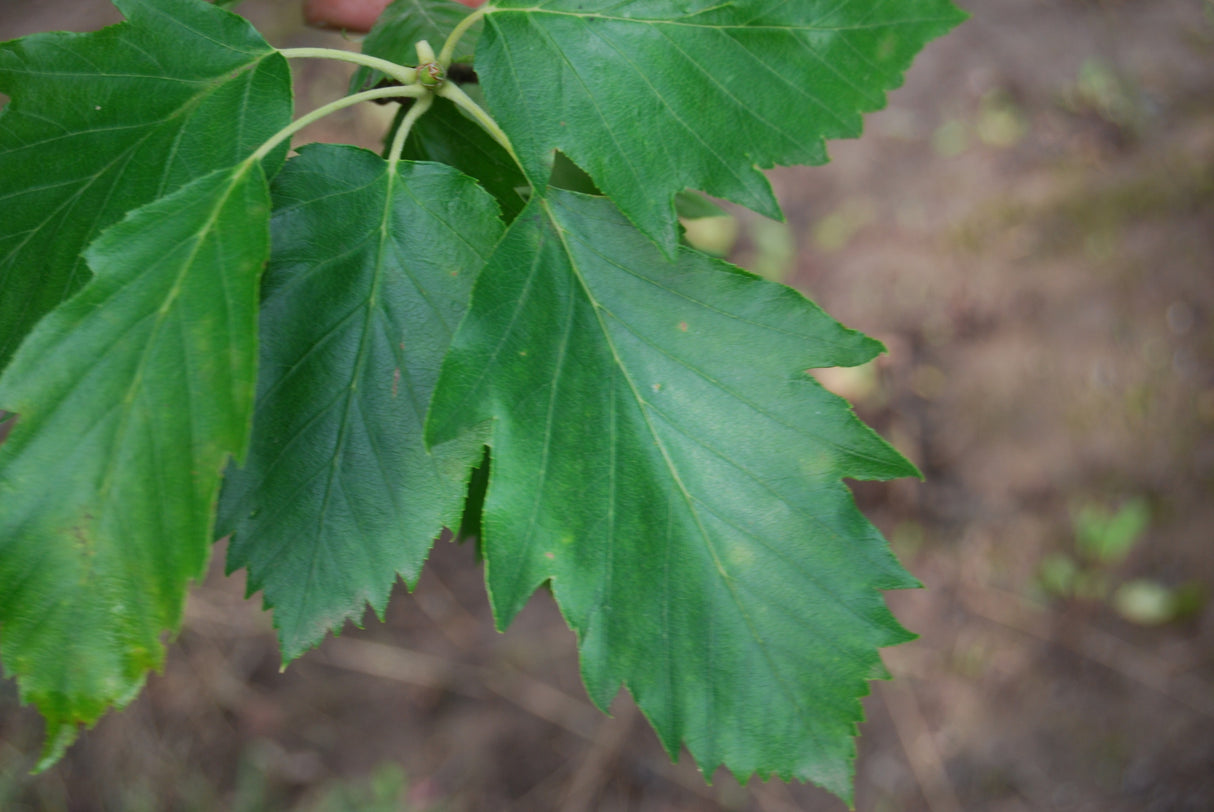 Sorbus torminalis mit Belaubung; Einsatz: ;;ab 5,45 Euro