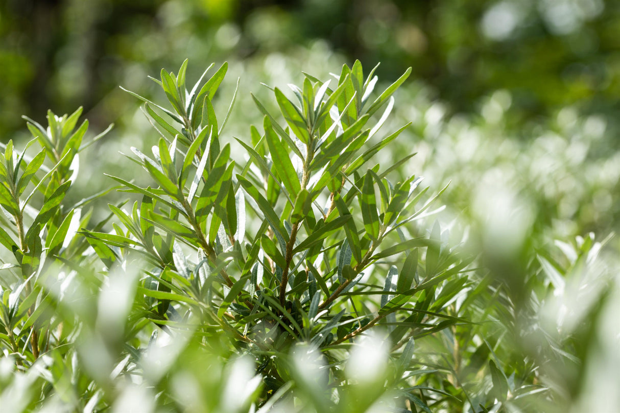Hippophae rhamnoides 'Hipparth' mit Sommerbelaubung, erhältlich von 40-60 bis 100-150 cm; Einsatz: ;;ab 15,90 Euro