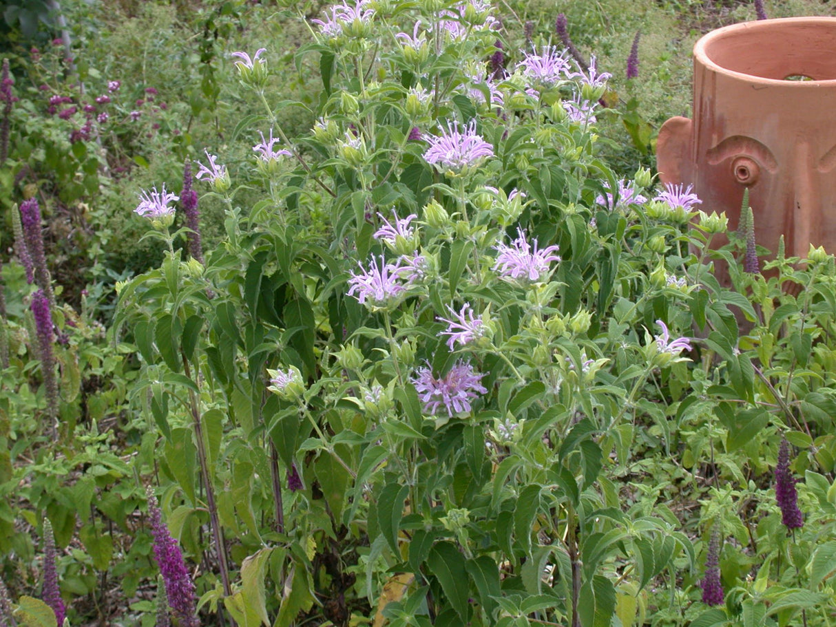 Monarda fistulosa mit Blüte; Einsatz: ;;ab 4,25 Euro