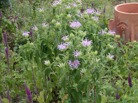 Monarda fistulosa mit Blüte; Einsatz: , ;;ab 3,71 Euro