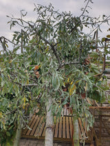 Pyrus salicifolia; vorbereitet für Versand; winterhart; Einsatzmöglichkeit z.B. : Klimabaum;;Pflanzen vom Profi