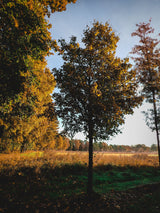 Acer campestre VkG 3; hier mit Herbstlaub; vielseitig einsetzbar; Einsatzmöglichkeit z.B. : Landschaftsbegrünung;;ab 3,55 Euro