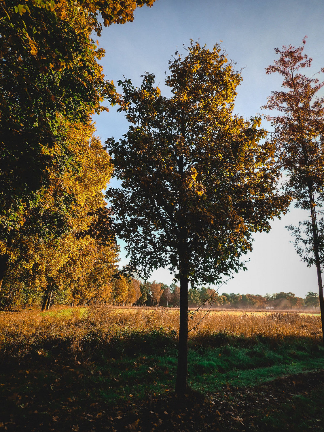 Acer campestre VkG 2; hier mit Herbstlaub; vielseitig einsetzbar; Einsatzmöglichkeit z.B. : Landschaftsbegrünung;;ab 3,55 Euro