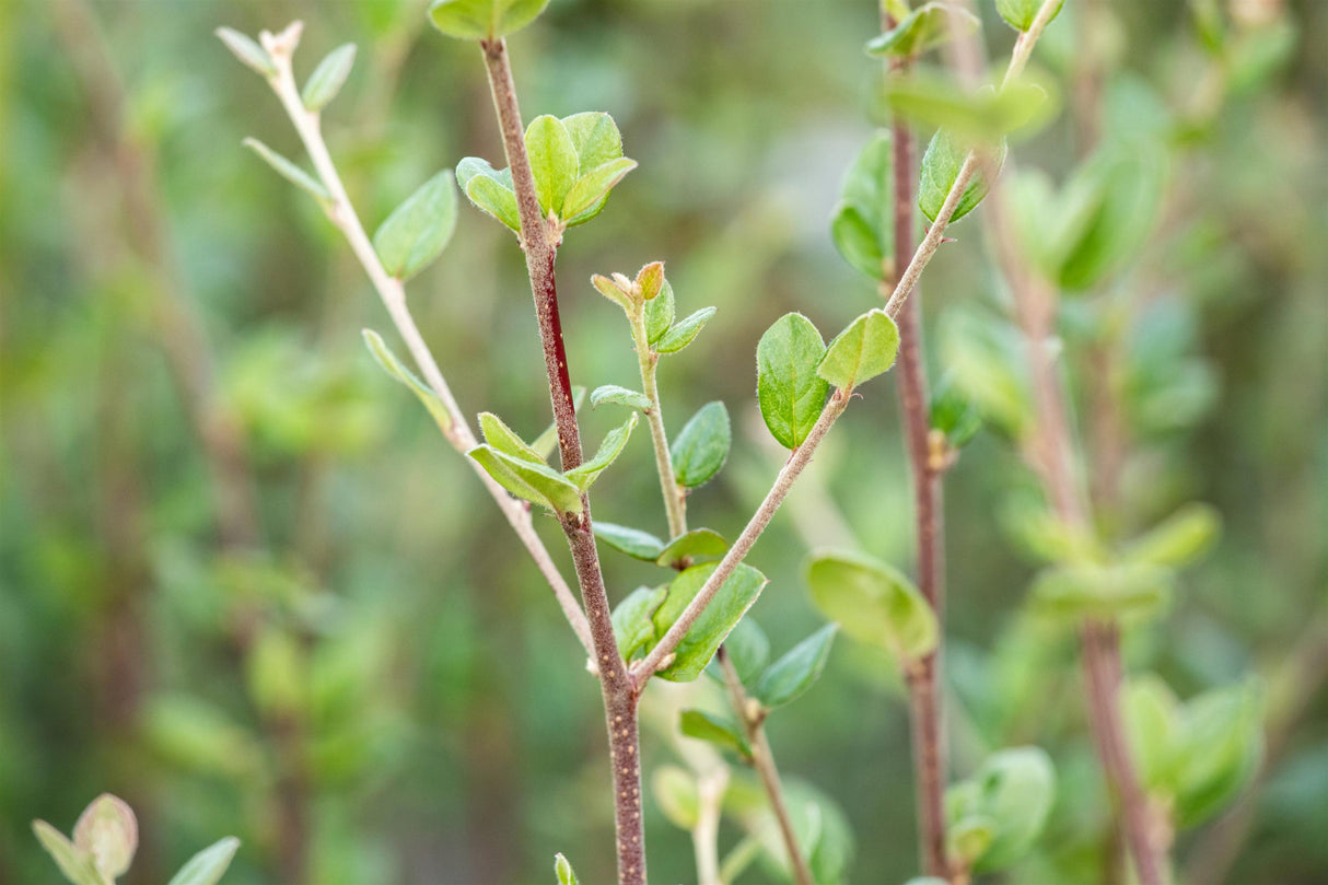 Cotoneaster dielsianus mit Belaubung, erhältlich von 60-100 bis 200-250 cm ;;ab 13,00 Euro