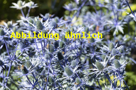 Genaues Foto für Eryngium planum 'Blaukappe' folgt; dieses ähnliche Bild dienst der Illustration von Kleiner Garten-Mannstreu