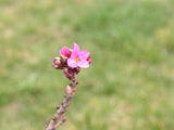 Daphne mezereum mit Blüte, erhältlich von 40-60 bis 60-80 cm; Einsatz: ;;ab 23,90 Euro