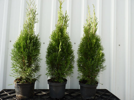 Säulen-Lebensbäumen; als Pflanze im Beet; nahrungsquelle für Insekten; Einsatzmöglichkeit z.B. : Grundstücksabgrenzung;;mit zeitnaher Lieferung