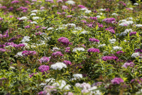 Spiraea japonica 'Shirobana' als Pflanze im Beet, erhältlich von 15-20 bis 30-40 cm; Einsatz: ;;ab 5,40 Euro