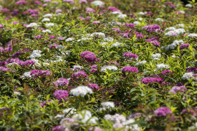 Spiraea japonica 'Shirobana' als Pflanze im Beet, erhältlich von 15-20 bis 30-40 cm; Einsatz: ;;ab 5,40 Euro